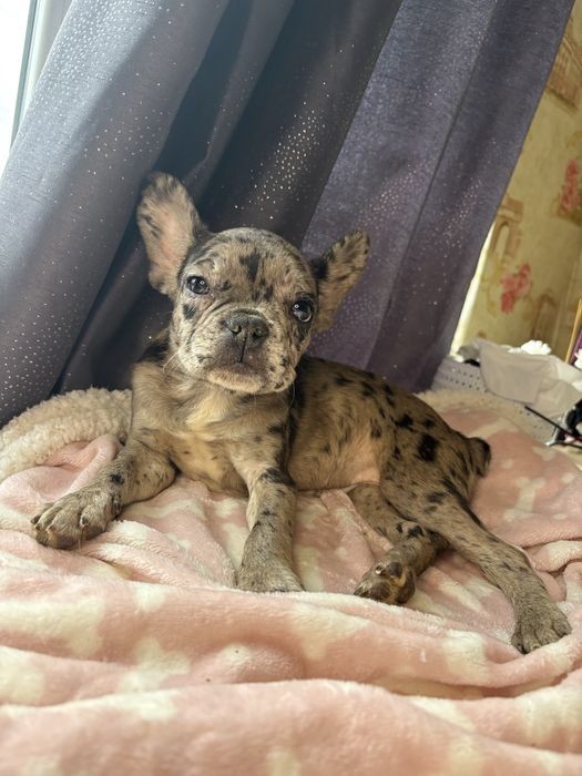 Дівчинка , шукає нову родину