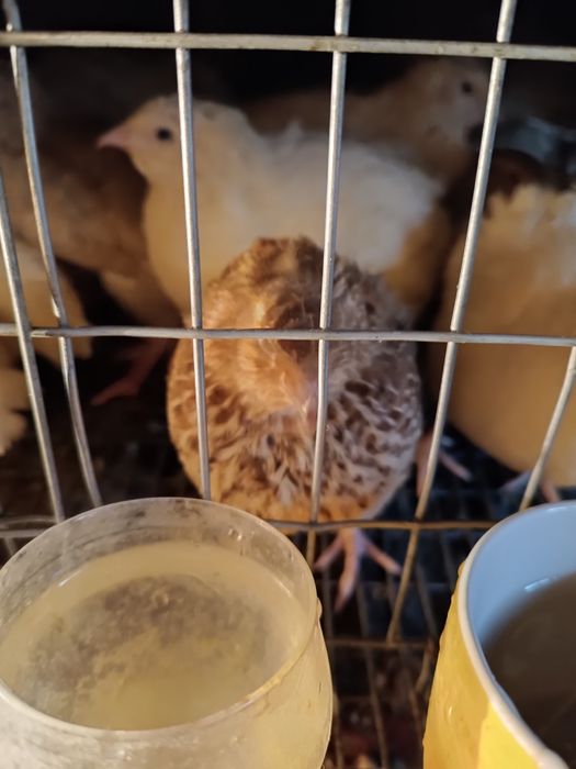 Перепіла -перепвлка