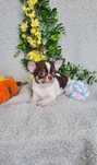 Excelente chocolate chihuahua/Chiuaua. Linhagem Russa. Qualidade