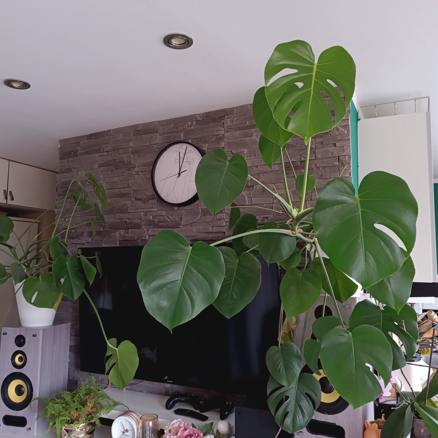 Dwa kwiaty Monstera