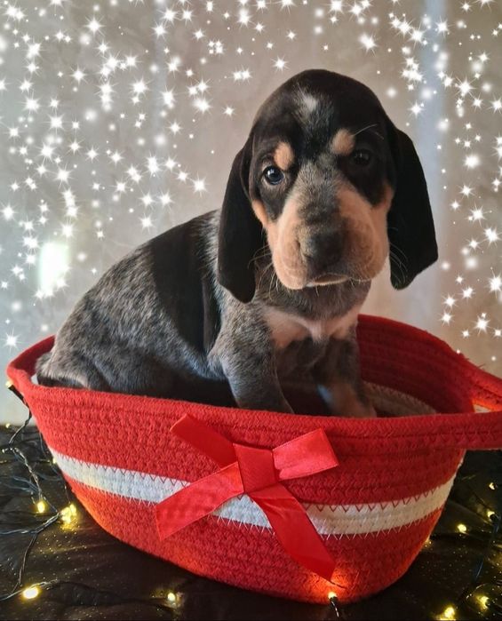 Mały gończy gaskoński FCI / NIE WYŻEŁ, POSOKOWIEC