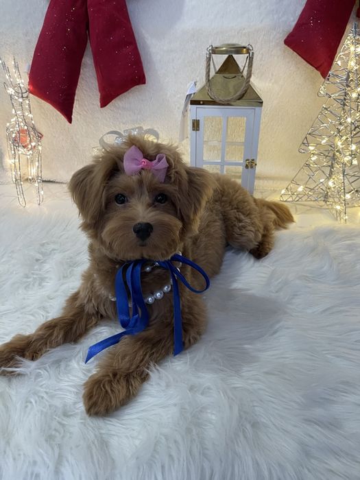 Помапу — Не зволікайте  таких залишилось лише 4!