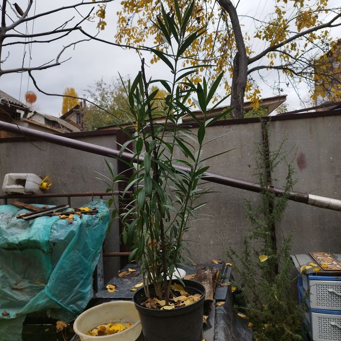 Олеандр розовый взрослый