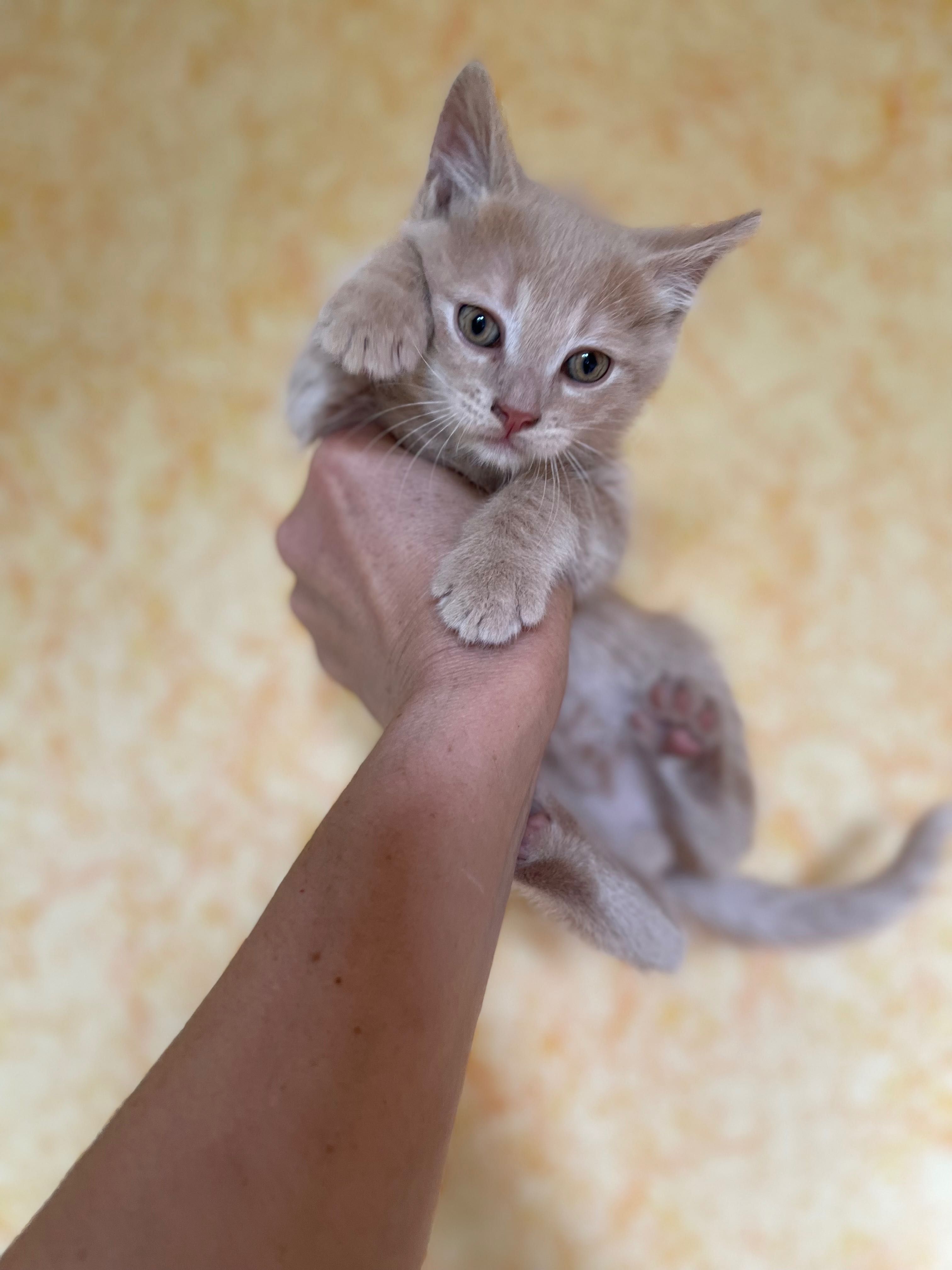 Котята отдам котенок девочка