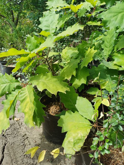 Дуб черешчатий в контейнері.