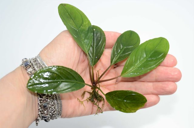 Bucephalandra Green Achilles