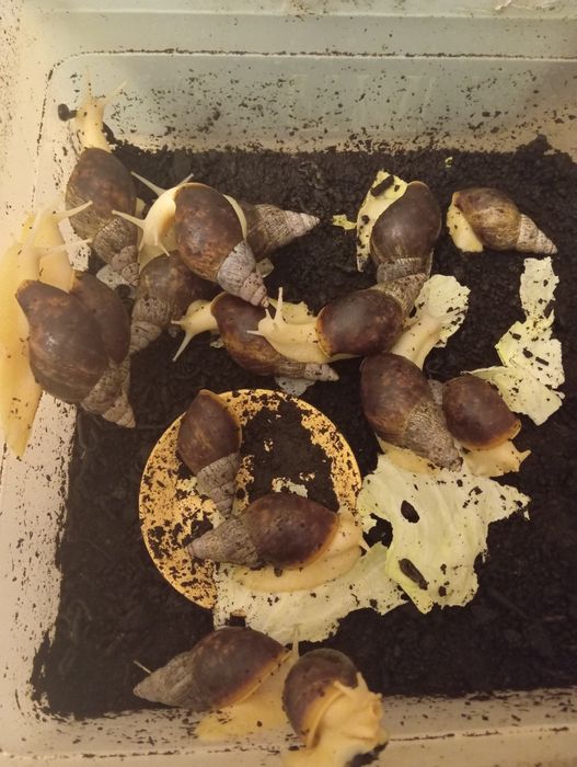 Ślimaki afrykanskie