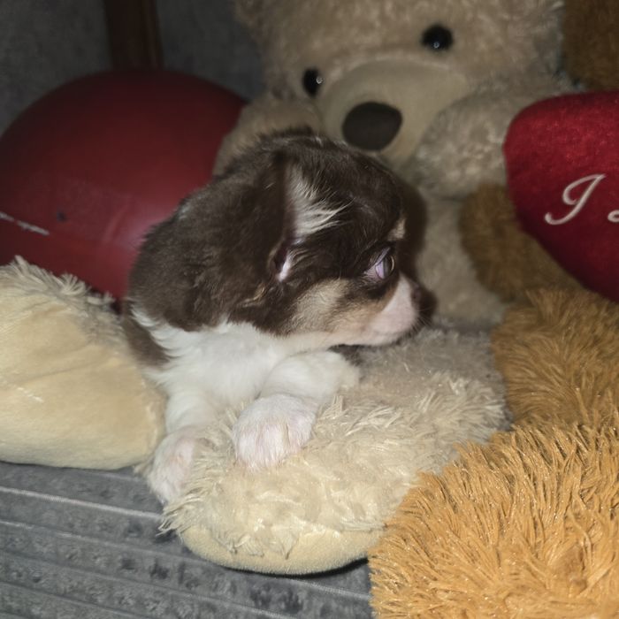 Piekny czekoladowy chlopak chihuahua dlugowlosy