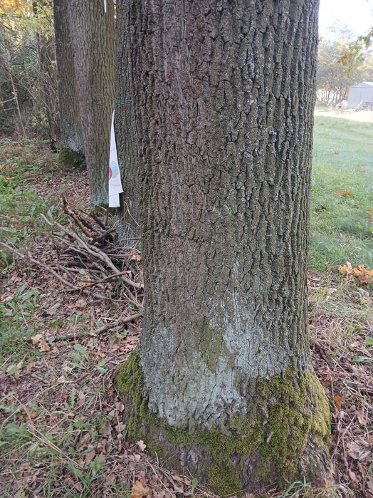 Dab na pniu 7sztuk drzewo deski bale schody