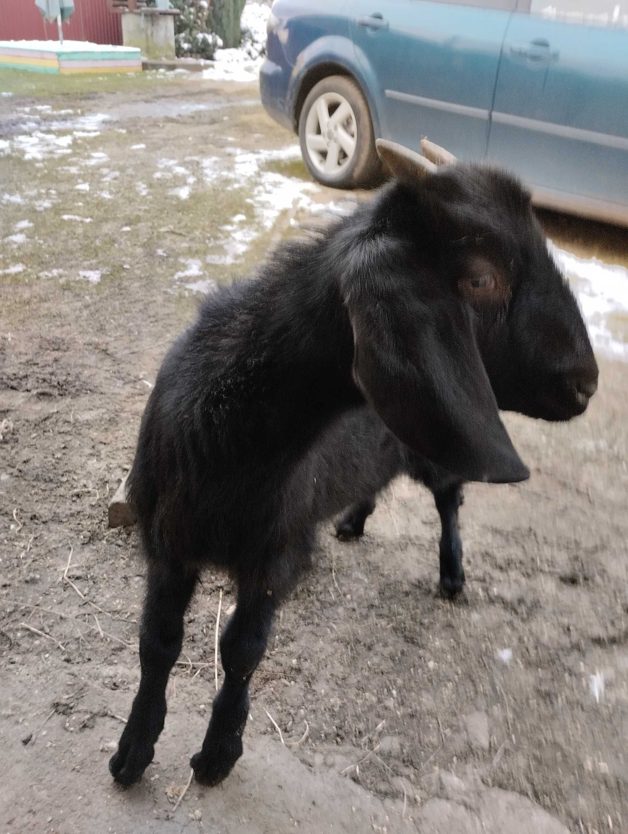 Продам або обміняю англонубійця цапка!