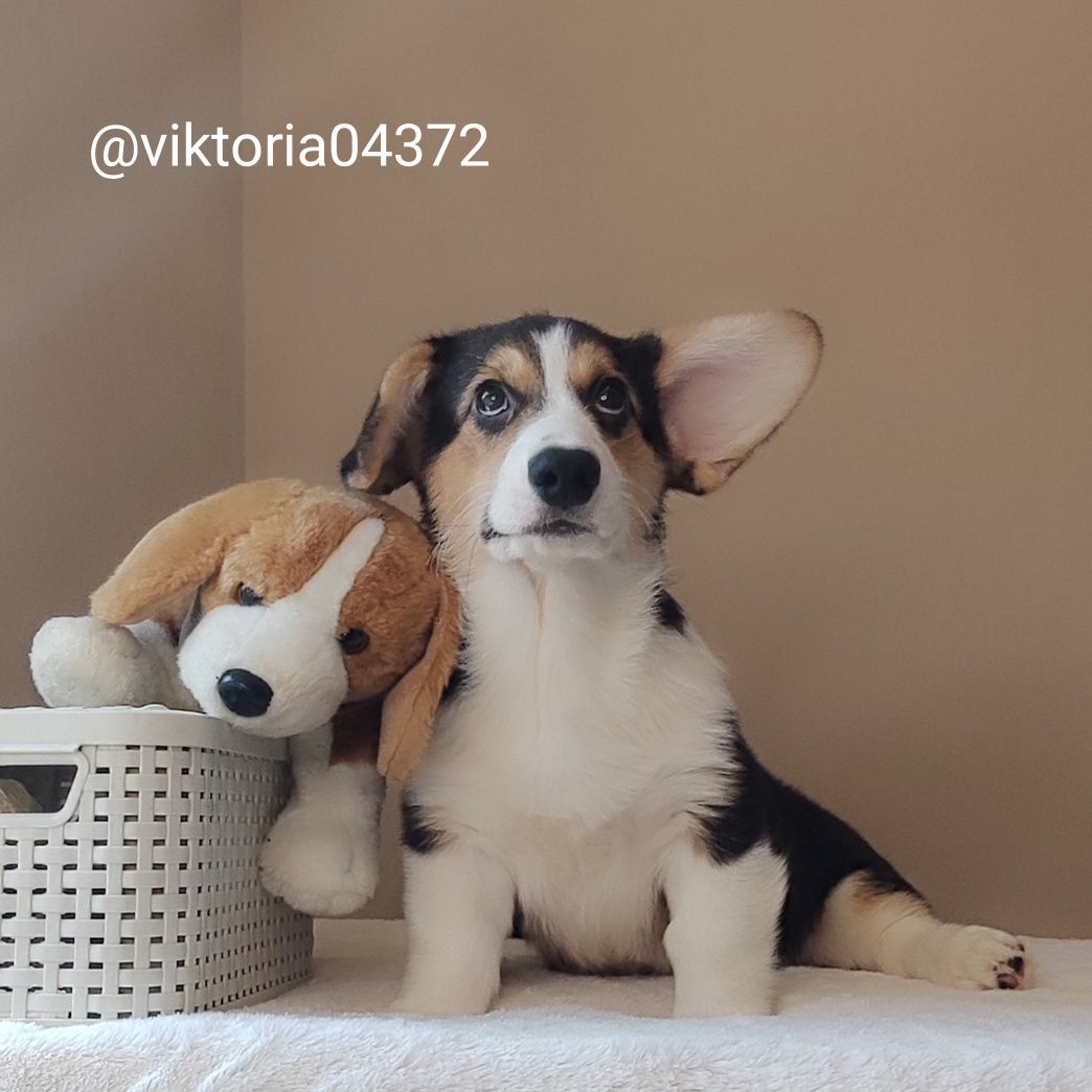 Чарівні цуценята Коргі
