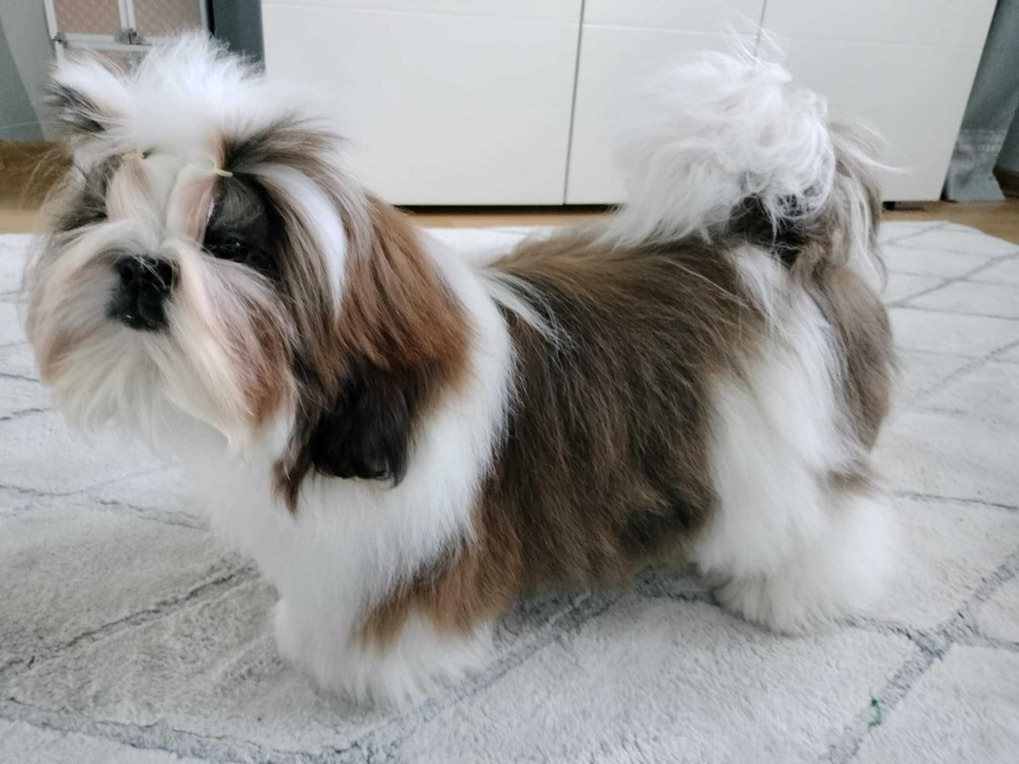 Śliczny odchowany piesek shih tzu ZKwP FCI