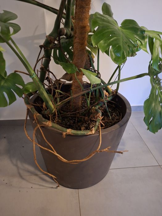Monstera Dziurawa Kwiat doniczkowy