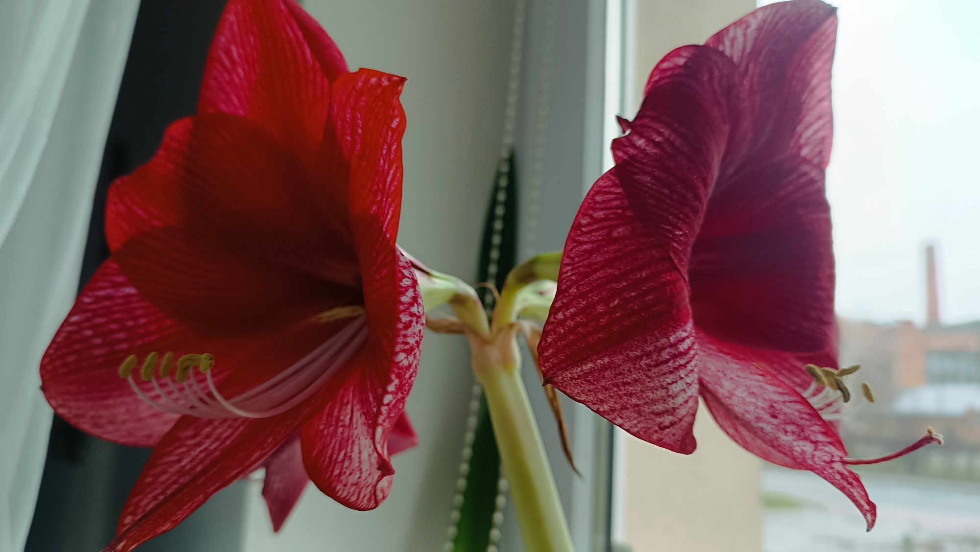Amarylis hippeastrum Maestro świeże nasiona +Aulicum