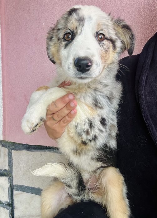 Excelente Menina border collie 3 meses merle