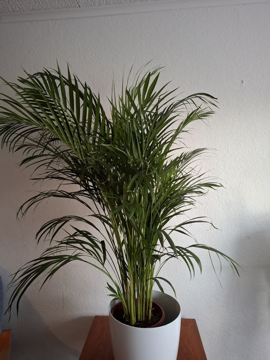PALMA  ARECA (roślina doniczkowa)
