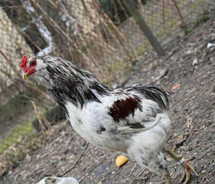 Kura kury aracuany naturalne ekologiczne araucany pisklęta
