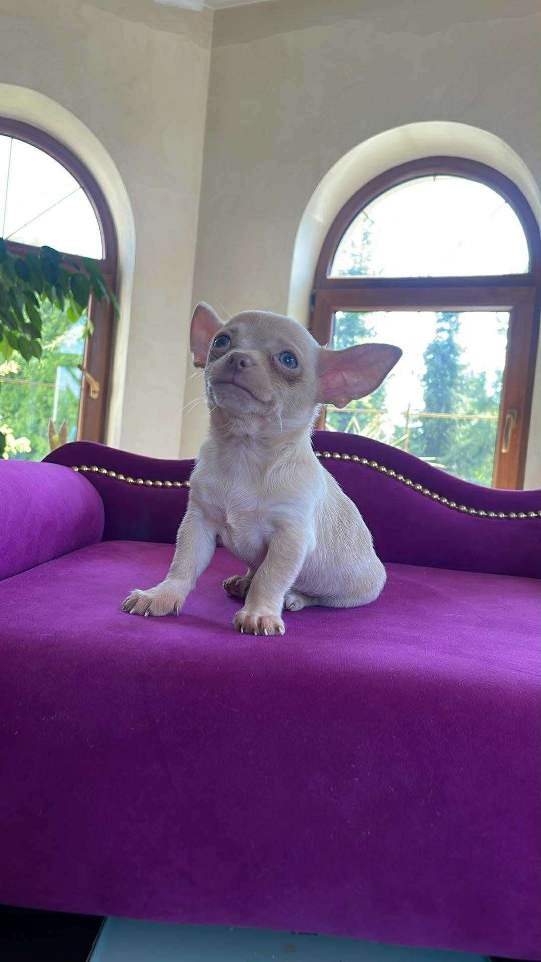 Chihuahua Izabella chlopczyk