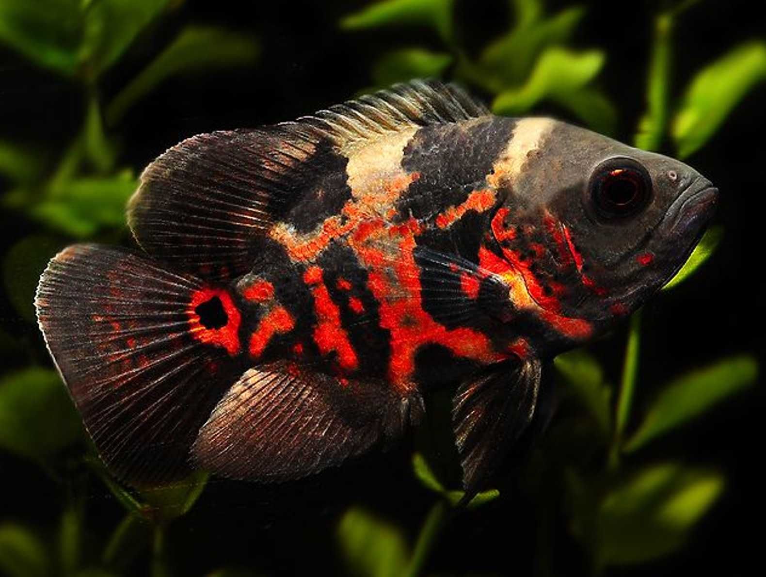 Pielęgnica pawiooka odmiana RED TIGER - Astronotus - dowóz, wysyłka