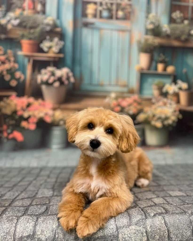 Cavapoo piesek wychowany przez behawioryste.