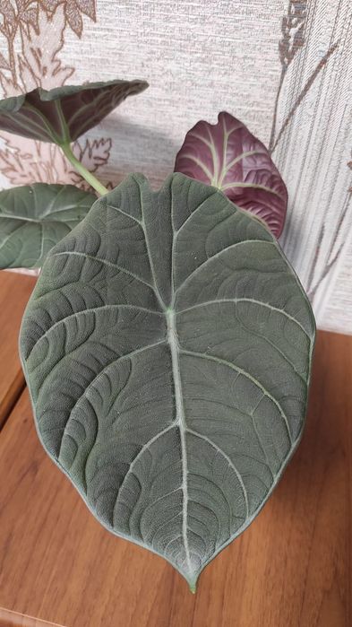 Алоказія сорта Махарані,,Golden Bone , Анторо вельвет