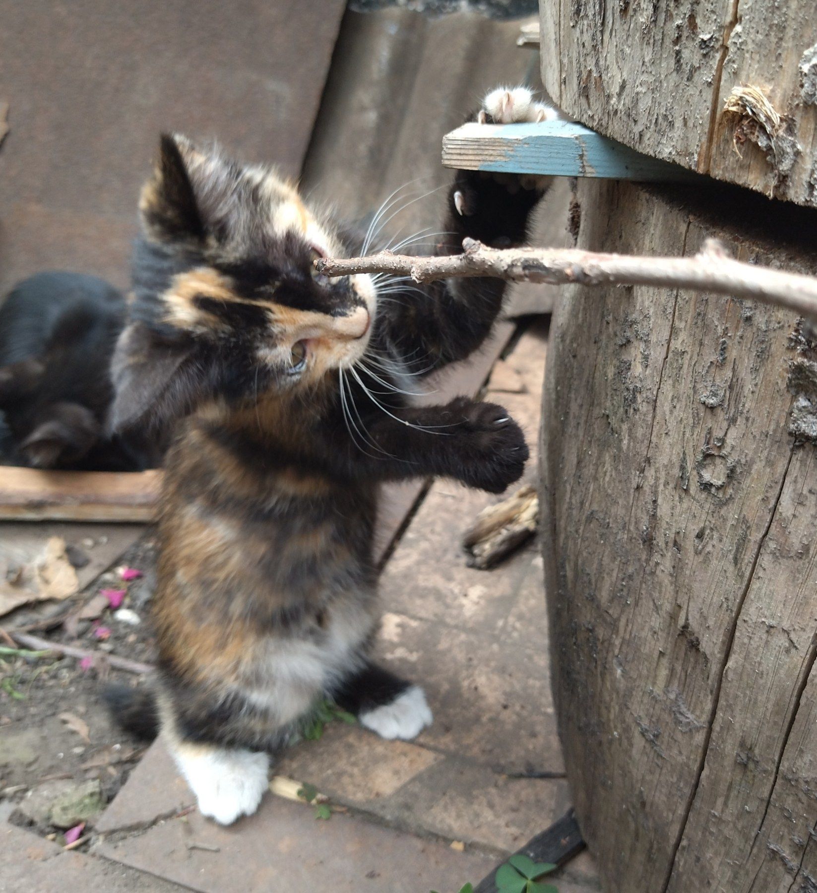 Котята кошеня шукає маму