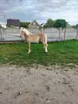 Klacz rasy Haflinger