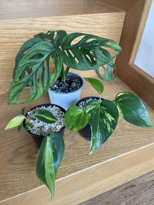 Monstera, brasil & epi ( zestaw roślin )