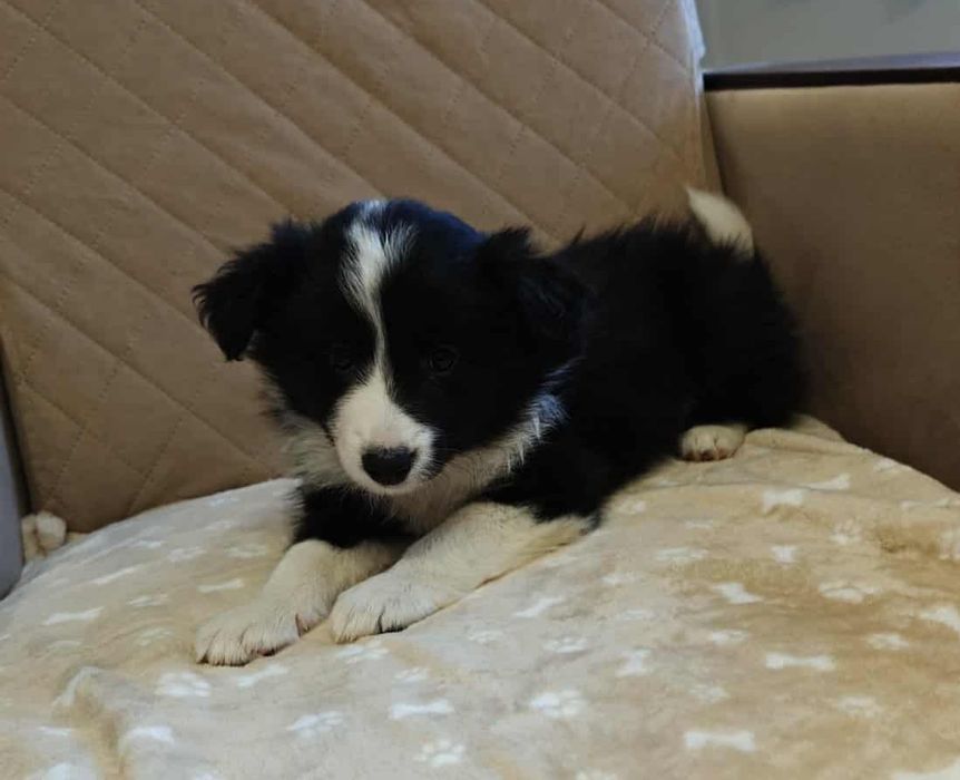 Border collie sunia