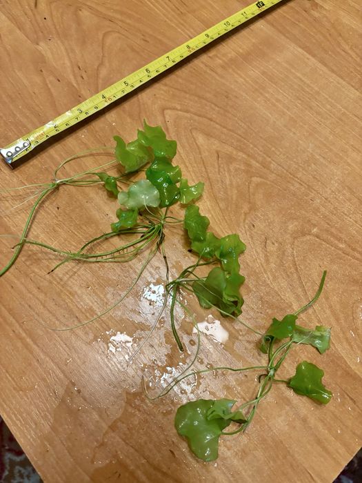 Nymphoides Taiwan ~ Lotos Zielony 50cm