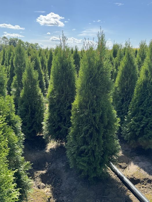 Gęsta Tuja Szmaragd 160-170cm Dostawa Producent Sadzenie Tuje