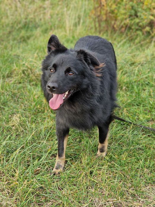 Tokio, mlody pies szuka domu