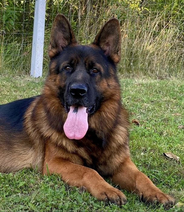 Owczarek niemiecki krótkowłosy FCI