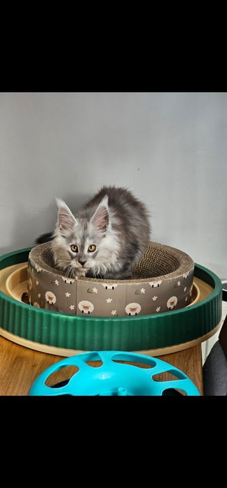 ZAREZERWOWANY. Piękny duży chłopak Maine Coon Denis niebieski srebrzys