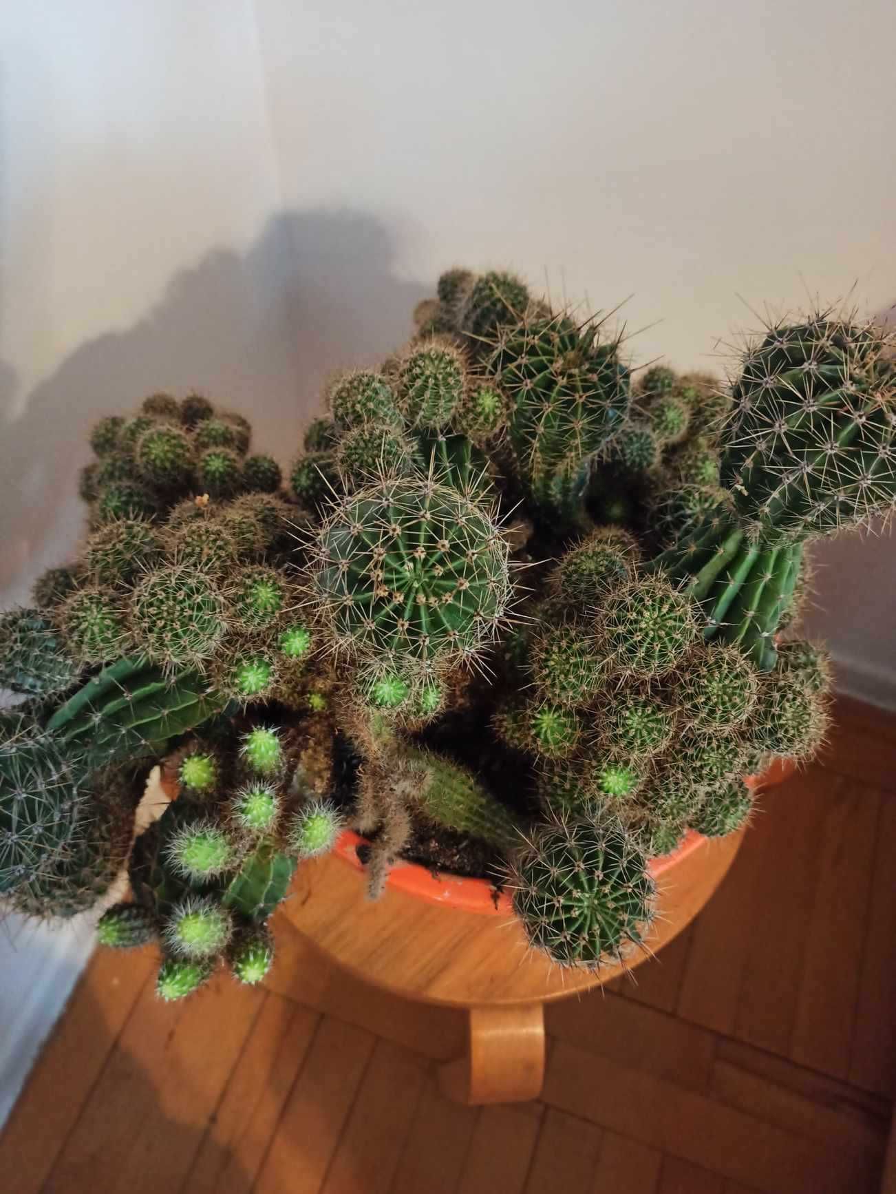 Kaktus w pomarańczowej porcelanowej donicy
