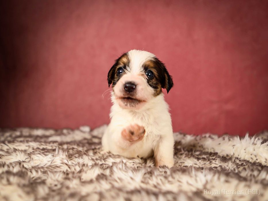 Suczka szorstkowłosa Jack Russell terrier ZKWP/FCI Mamba