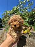 Poodle Caniche Toy macho, abricot, já pronto para nova família