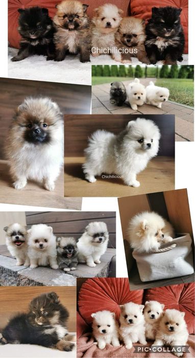 POMERANIAN szpic miniaturowy :)