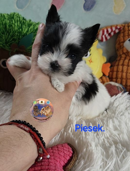 Maleńki piesek Yorkshire Terrier Black and White.