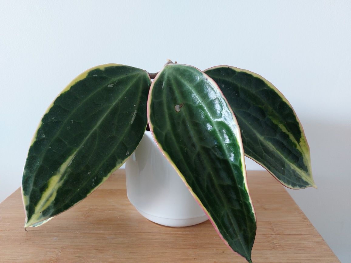 Hoya macrophylla/latifolia albomarginata