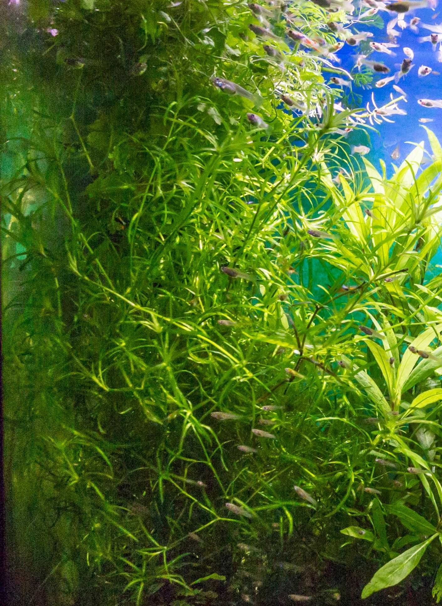Łatwe rośliny do akwarium z Gupikami lub innymi żyworódkami zestaw M