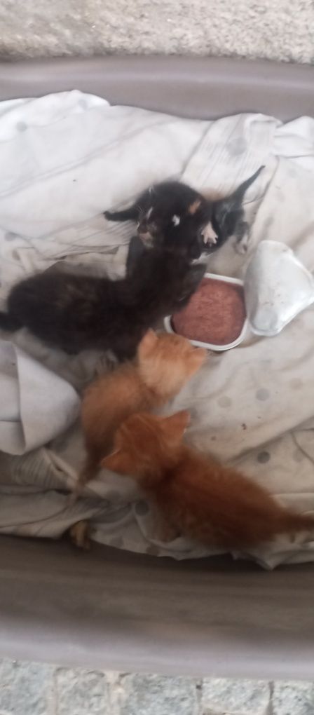 Gatinhos para adoção