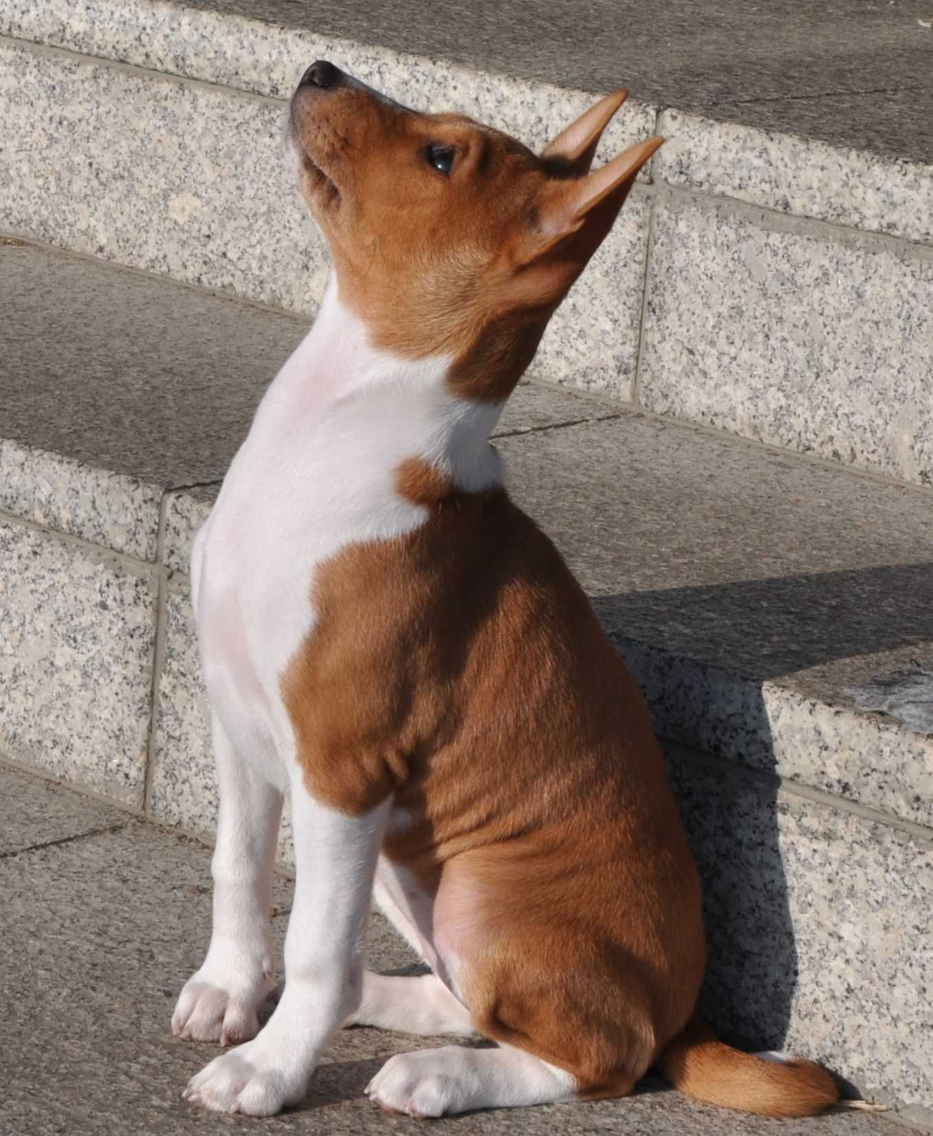 Basenji suczka rudo biała hodowla ZKwP, rodowód  ZKwP