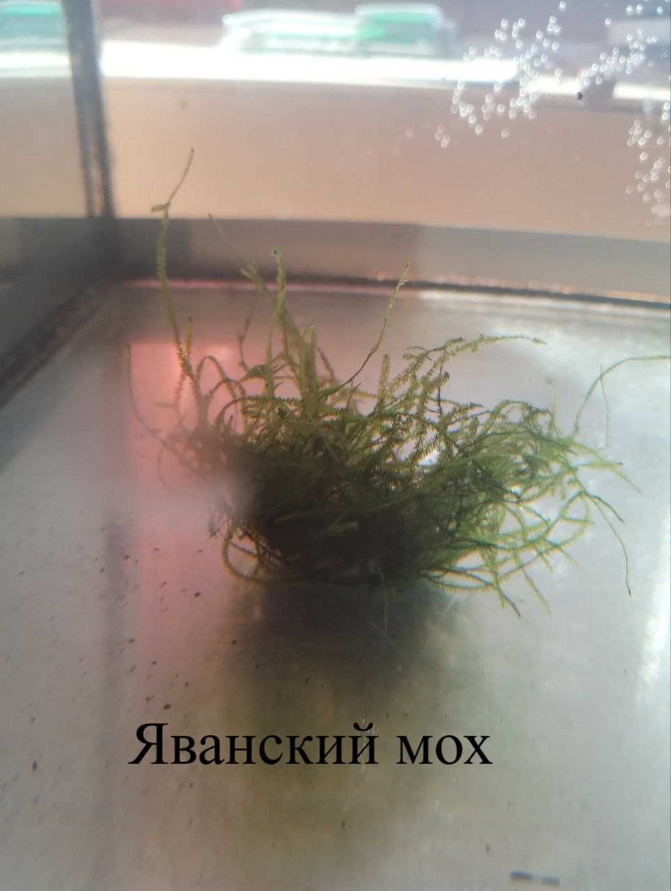 Продам гуппи, водоросли и улиток смотрите описание