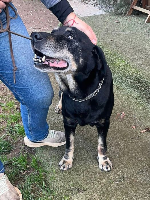 Adoção Responsável - Cão