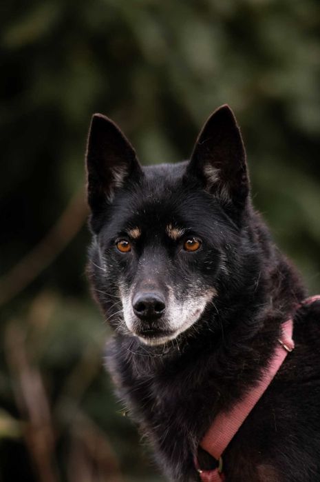 Larisa - delikatna nieśmiała suczka błaga o szansę ADOPCJA