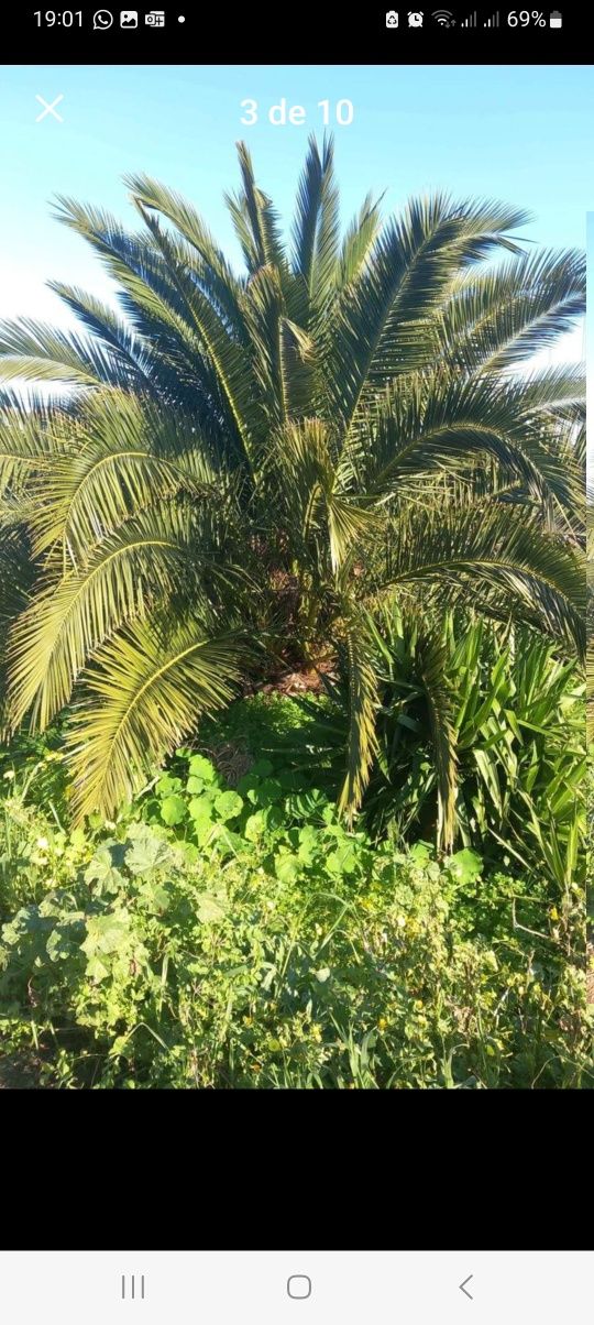 Palmeira das canarias