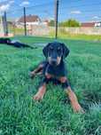 Suczka Doberman!! Gotowa do odbioru!!