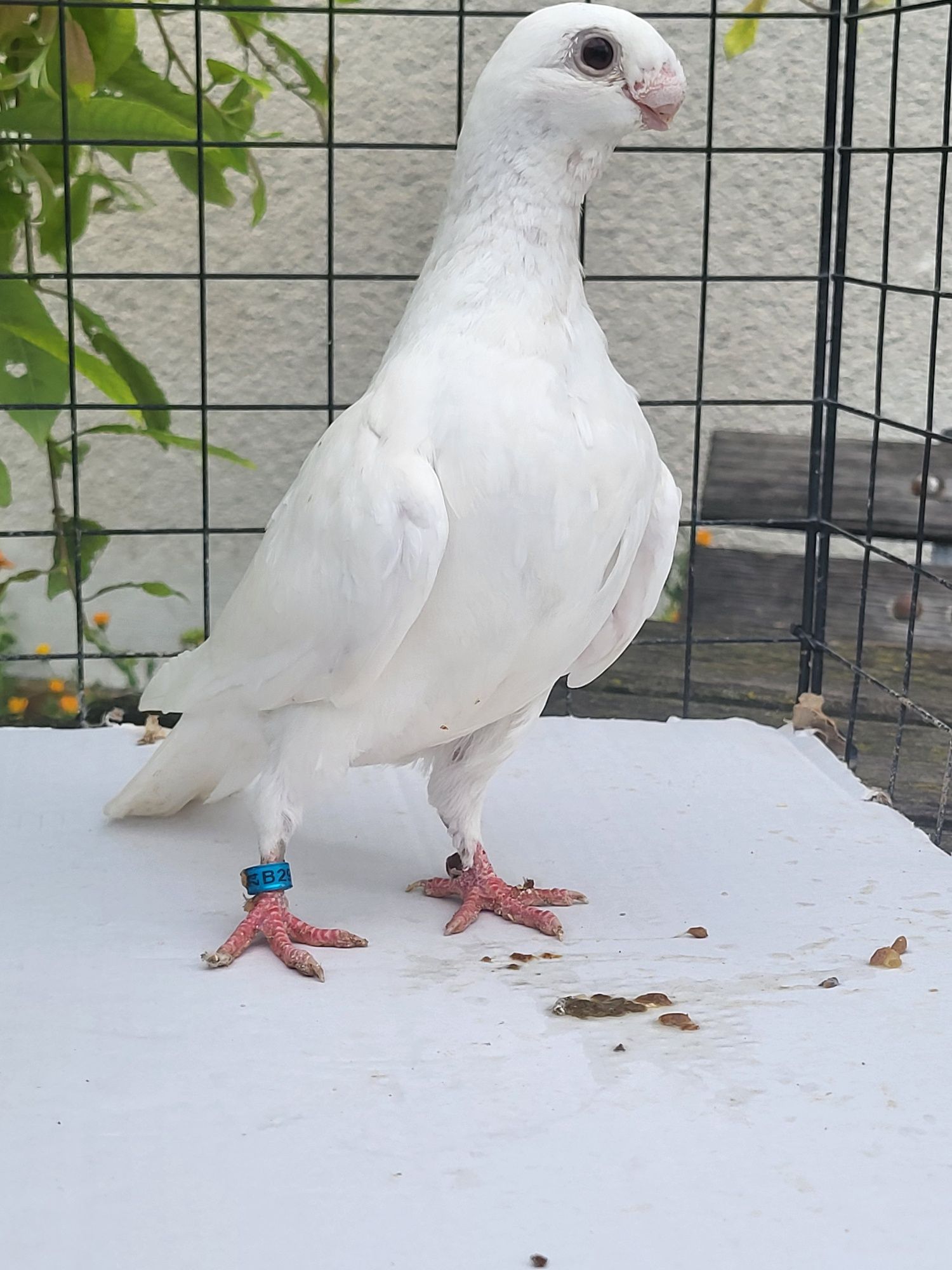 Garbonos Orlik Belgijski Antwerpski Gołąbie