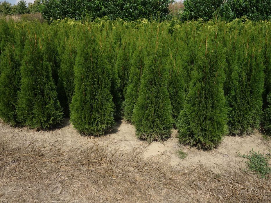Thuja Smaragd 160,180,200,220 cm! Tuja Szmaragd! Sadzimy tuje! Dowóz!